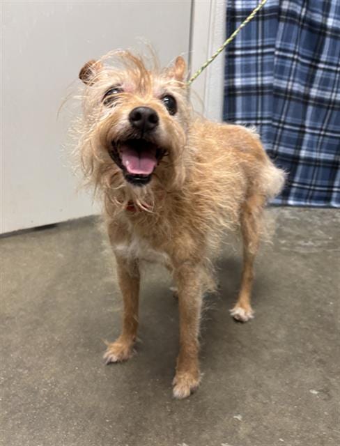 Photo of Franklin, adoptable senior Norfolk Terrier mix in Rosenberg, Texas