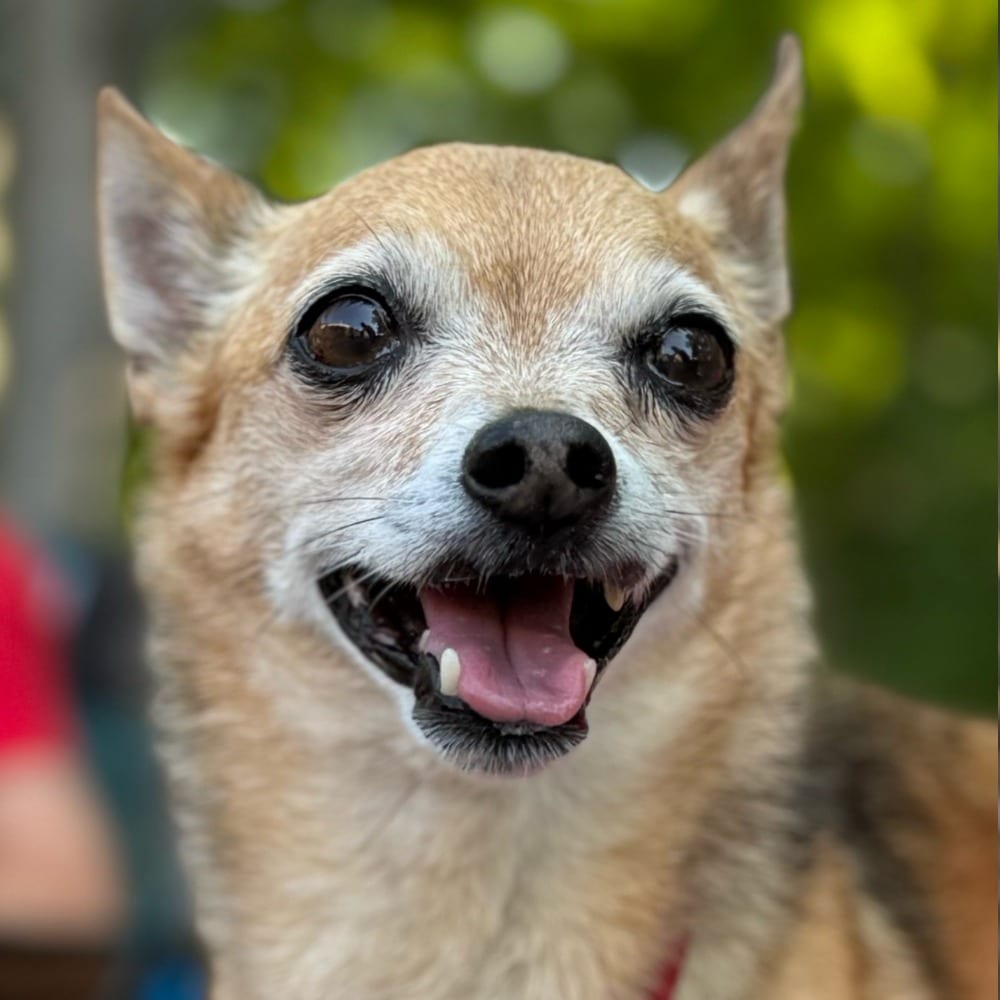 Photo of Marley, adoptable senior Chihuahua in Bloomfield, Connecticut