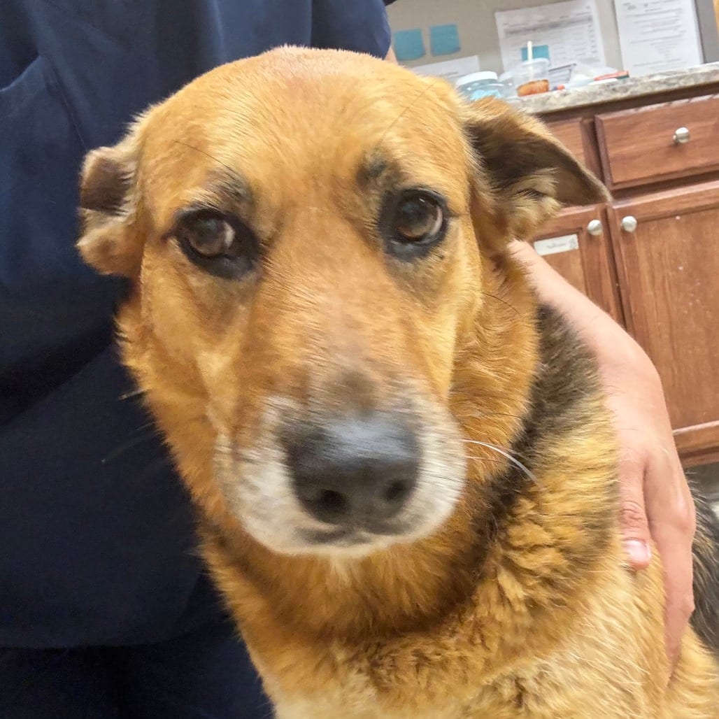 Photo of Bre - 042101U, adoptable senior Shepherd / Mix in Tupelo, Mississippi