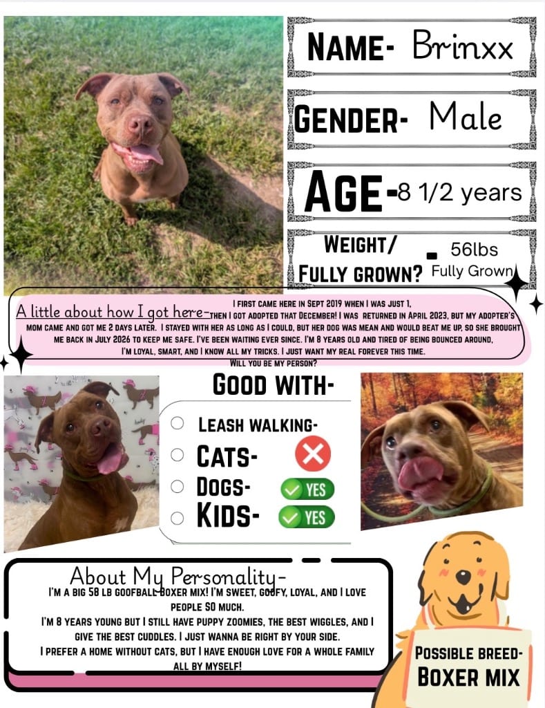 Photo of Brinxx, adoptable senior Boxer in New Cumberland, West Virginia