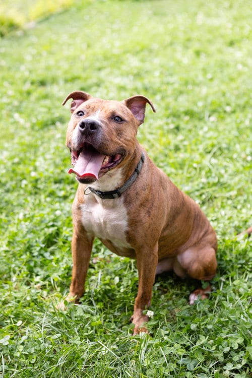 Photo of Raphael, adoptable senior Pit Bull Terrier in Crete, Illinois