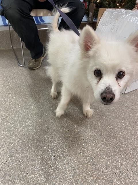Photo of Auggie of FL (aka Alfredo), adoptable senior American Eskimo Dog in Pikesville, Maryland
