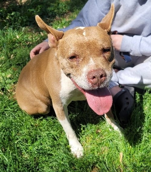 Photo of Holly, adoptable senior American Staffordshire Terrier in Westminster, Maryland
