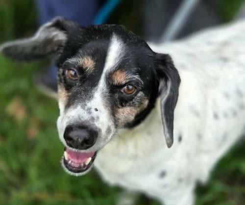 Photo of Leroy (& Levon), adoptable senior Beagle in Anniston, Alabama