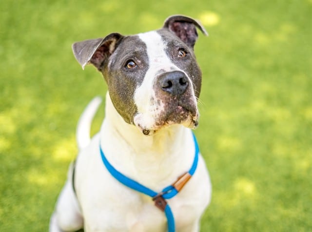 Photo of Justin, adoptable senior Pit Bull Terrier in San José, California