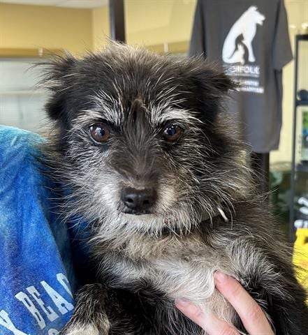 Photo of Chang, adoptable senior Rat Terrier in Norfolk, Virginia
