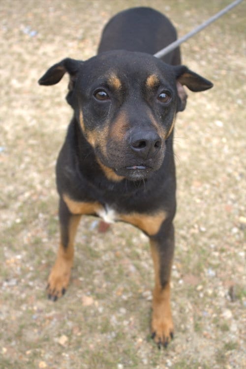 Nutty Buddy, adoptable senior Unknown breed (short coat) in Jackson, MS