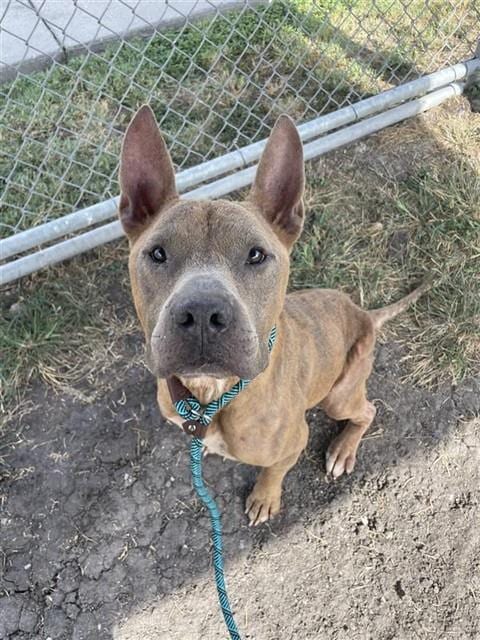 Photo of Jack Aka Charlie, adoptable senior American Staffordshire Terrier in Corpus Christi, Texas