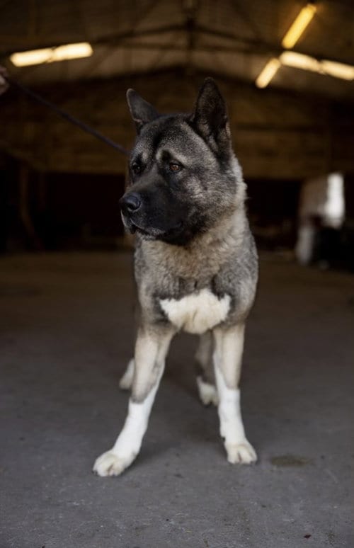 Photo of Tummo, adoptable senior Akita in Pottstown, Pennsylvania