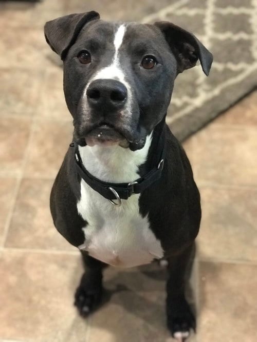 Champ, adoptable senior Pit Bull Terrier in Andover, MN
