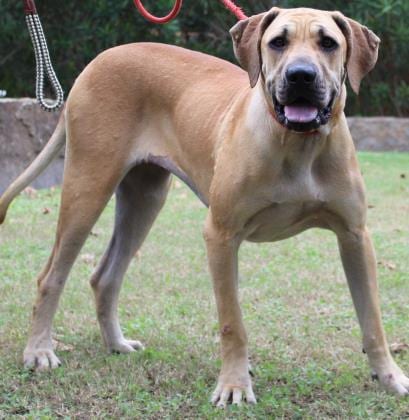 Meredith, adoptable senior Fila Brasileiro in Jasper, AL