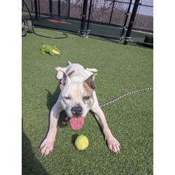 Photo of Dwight, adoptable senior American Pit Bull Terrier in Kansas City, Missouri