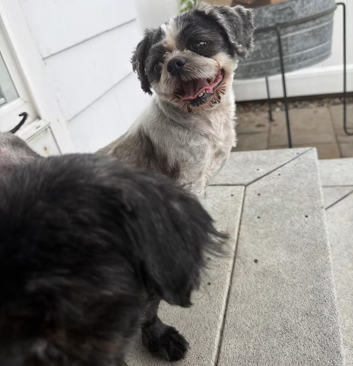 Photo of Duke, adoptable senior Shih Tzu in Cranston, Rhode Island