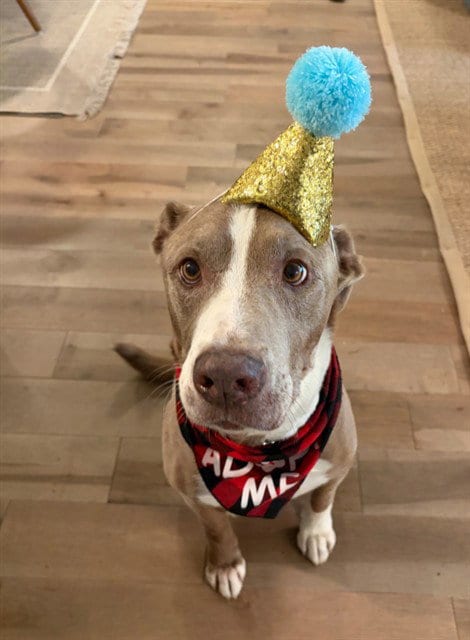 Photo of Raiden, adoptable senior American Staffordshire Terrier in Brighton, Colorado