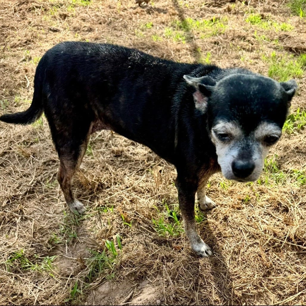 Photo of Ella 26-09-095, adoptable senior Chihuahua in Bastrop, Texas