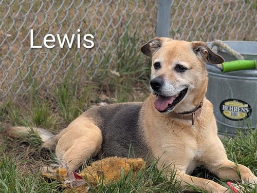Photo of Lewis, adoptable senior German Shepherd Dog in McKinleyville, California