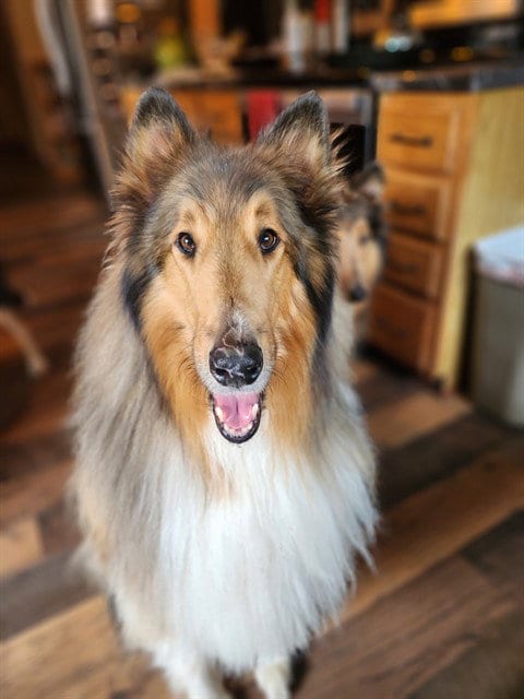 Photo of Lynx, adoptable senior Collie in Fairbanks, Alaska