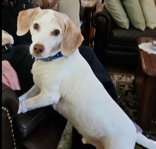 Photo of Copper Brown, adoptable senior Beagle in Roswell, Georgia
