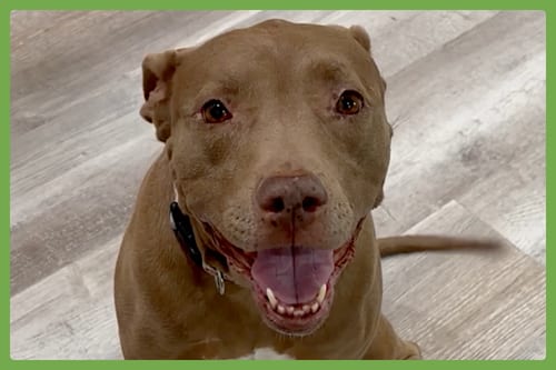 Photo of Lena, adoptable senior American Pit Bull Terrier in Amherst, Massachusetts