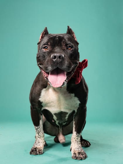 Photo of Servo, adoptable senior dog in Atlanta, Georgia