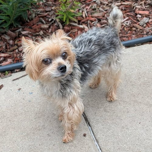 Photo of Ghost, adoptable senior Yorkshire Terrier Yorkie in St. Paul, Minnesota