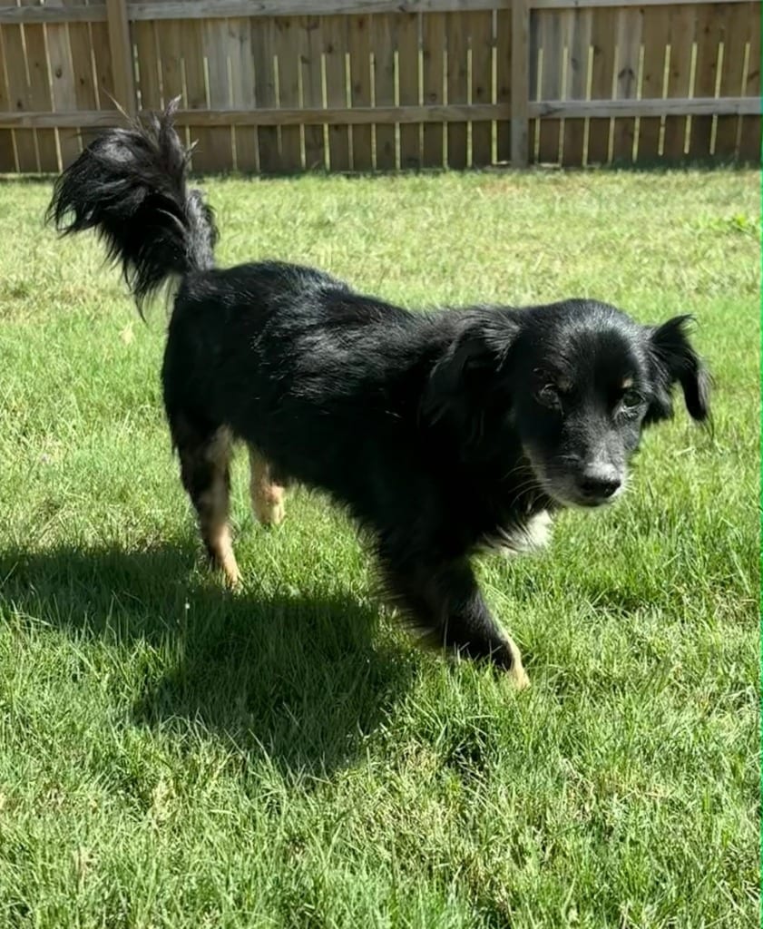 Photo of Preston, adoptable senior Dachshund in Madison, Alabama
