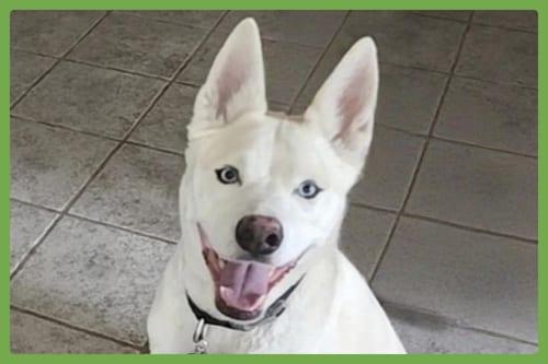 Photo of Buddy, adoptable senior Siberian Husky in Amherst, Massachusetts