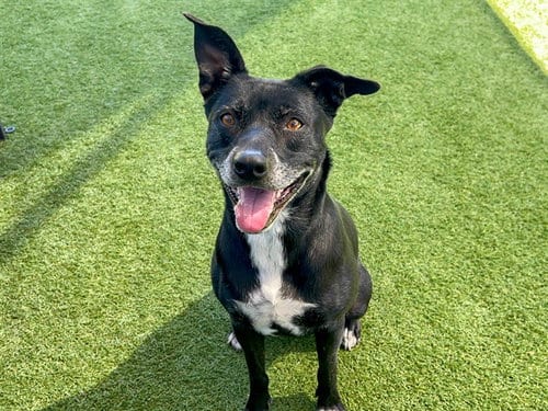 Photo of Mila, adoptable senior Jindo (Korean) in Orange, California
