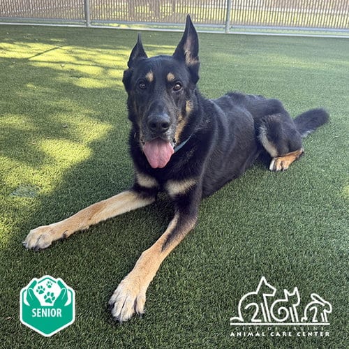 Photo of Bubba, adoptable senior German Shepherd Dog in Irvine, California