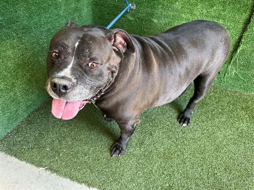 Photo of Rocky, adoptable senior Pit Bull Terrier in Lancaster, California