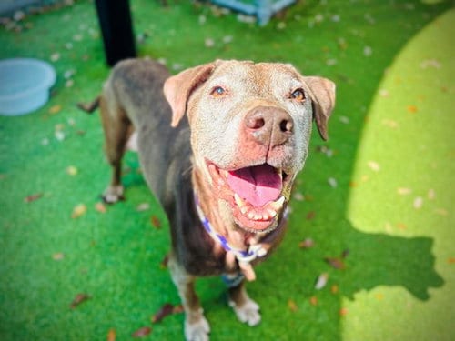 Photo of Maddie, adoptable senior Labrador Retriever in Orlando, Florida