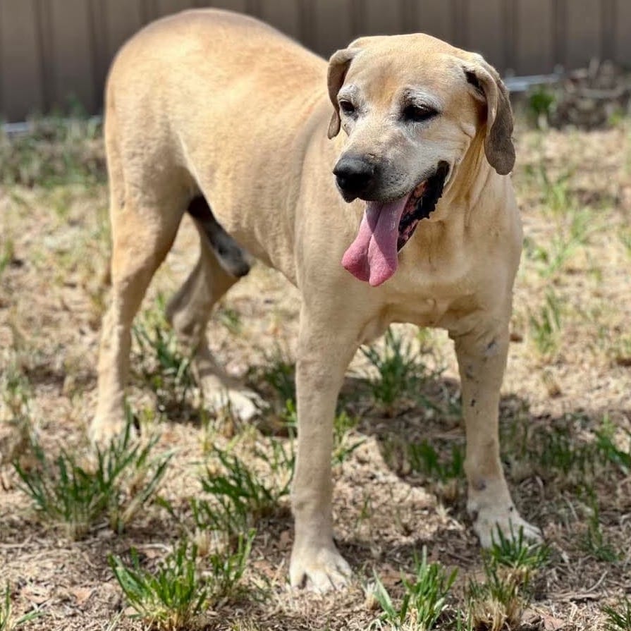 Photo of Duke, adoptable senior Black Mouth Cur / Unknown in Weatherford, Texas