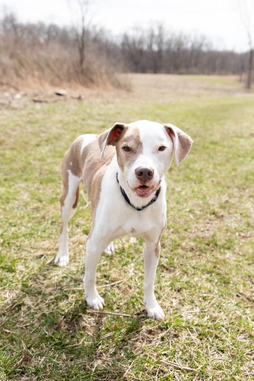 Photo of Reese, adoptable senior Pit Bull Terrier in Crete, Illinois