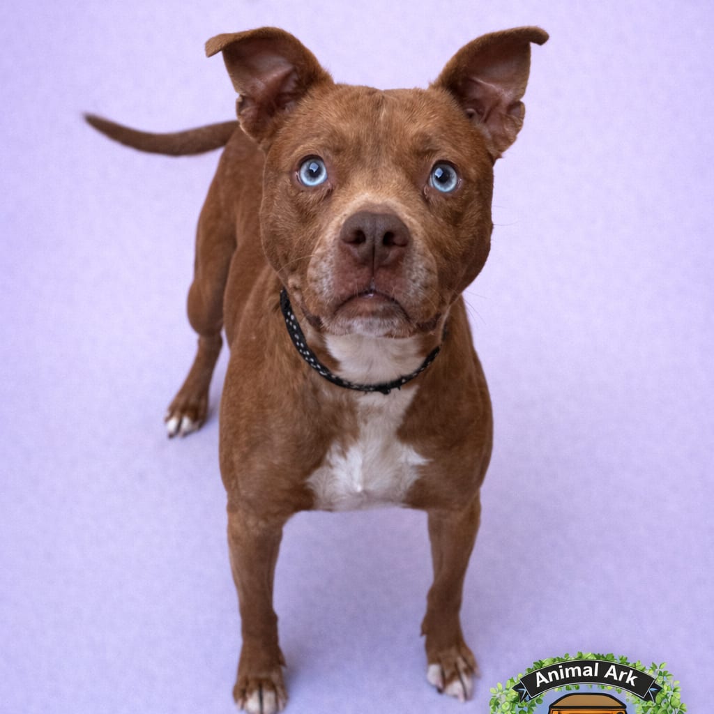 Photo of Betty, adoptable senior Mixed Breed (Medium) / Husky in Columbus, Georgia