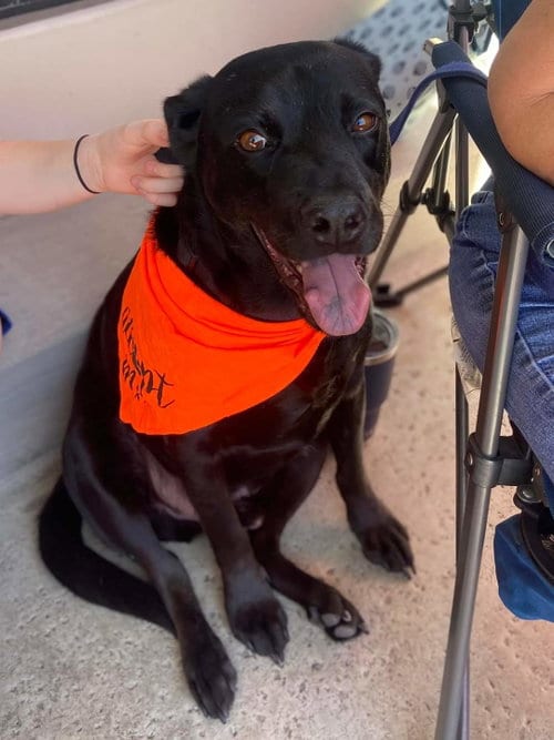 Drako, adoptable senior Labrador Retriever in San Diego, CA
