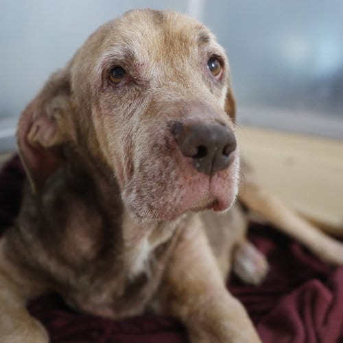 Photo of Oakley, adoptable senior Hound in San Antonio, Texas