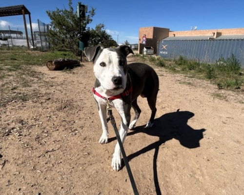 Photo of Blueberry, adoptable senior American Pit Bull Terrier in Santa Fe, New Mexico