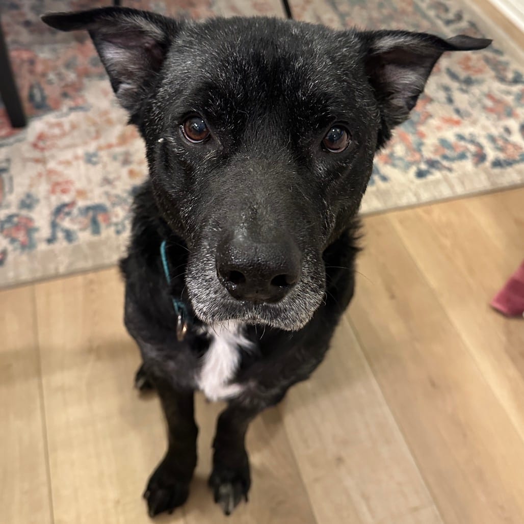 Photo of Dozer, adoptable senior Mixed Breed (Large) / Retriever, Labrador in Buffalo, Minnesota