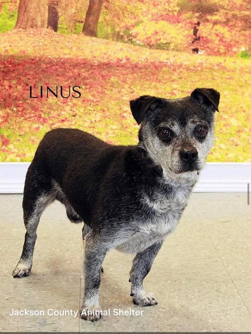 Photo of Linus, adoptable senior Terrier in Parker Ford, Pennsylvania