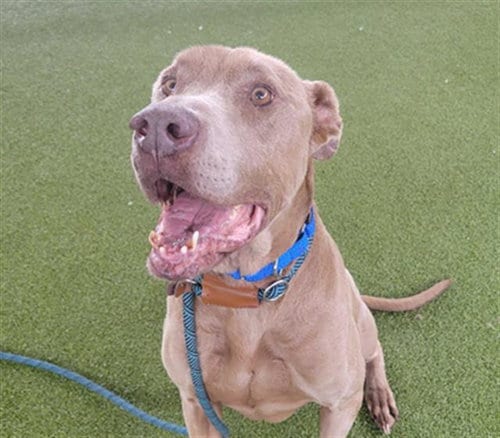 Photo of Sterling, adoptable senior Weimaraner in Waco, Texas
