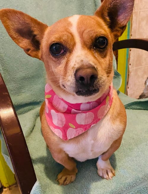 Chiquita, adoptable senior Corgi in Sherman Oaks, CA