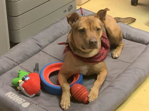 ELLIE, adoptable senior Pit Bull Terrier in Lawrence, KS