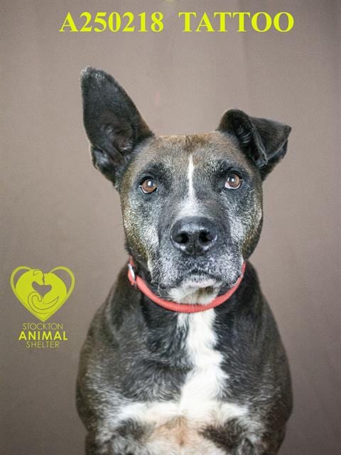 Photo of Tattoo, adoptable senior Border Collie in Stockton, California