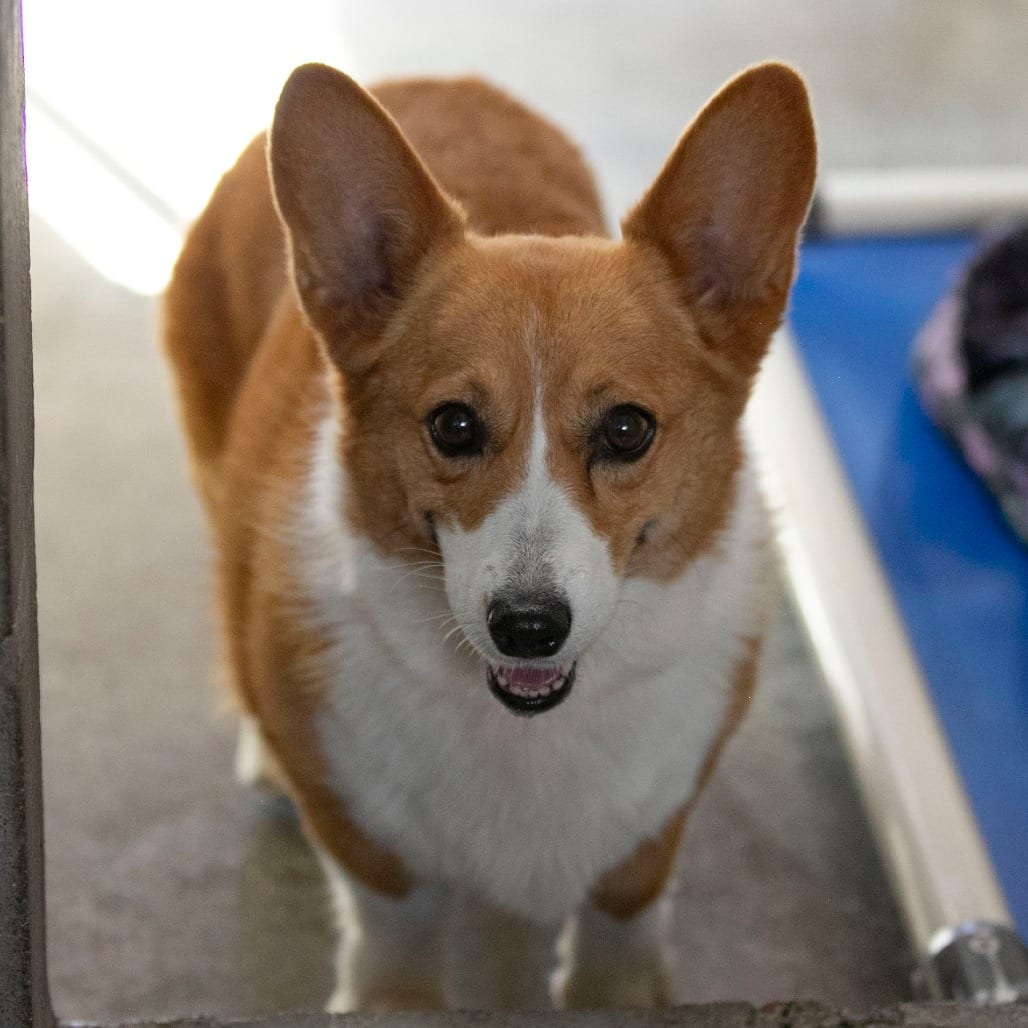Photo of Marina (S26-126), adoptable senior Corgi, Pembroke Welsh in Colorado Springs, Colorado