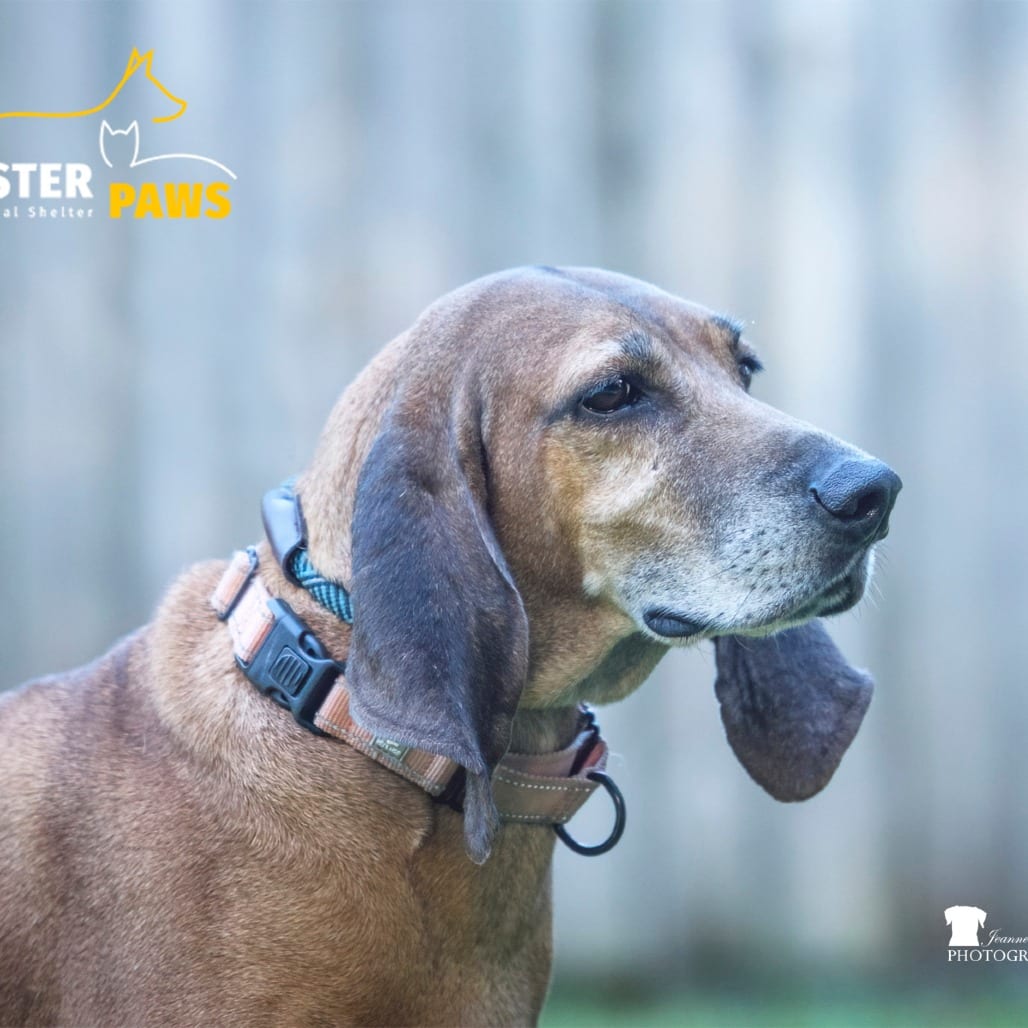 Photo of Clarence, adoptable senior Hound / Mix in Summerville, South Carolina