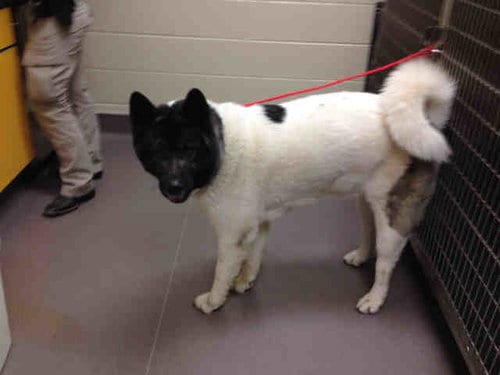 F, adoptable senior Akita in Norman, OK