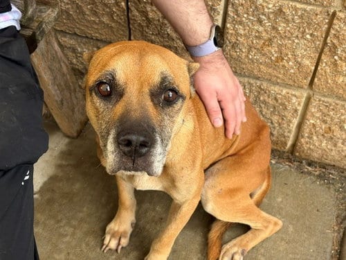 Photo of Shugga, adoptable senior Pit Bull Terrier in Tulsa, Oklahoma