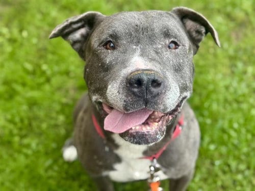 Photo of Kringle, adoptable senior Pit Bull Terrier in Tacoma, Washington