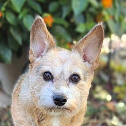 Photo of Luna, adoptable senior Yorkie, Yorkshire Terrier Terrier (Unknown Type, Small) in Bridgeton, Missouri