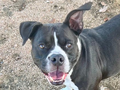 Photo of Bell Bottoms, adoptable senior dog in Georgetown, Texas